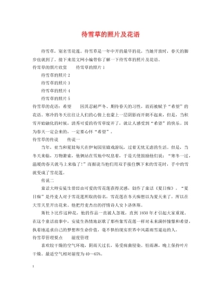 待雪草的照片及花语 