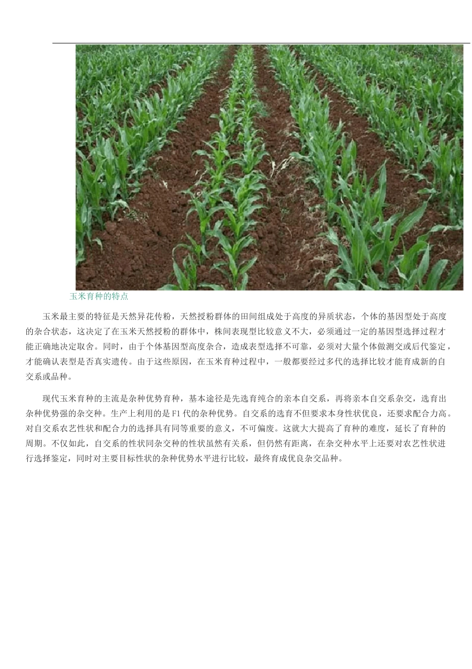 玉米育种技术_第2页