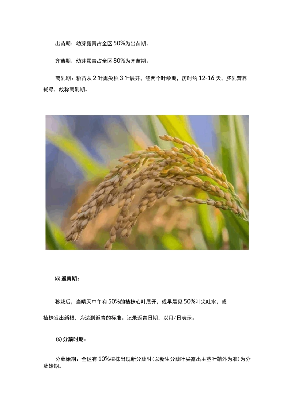 水稻不同生育时期的划分_第3页