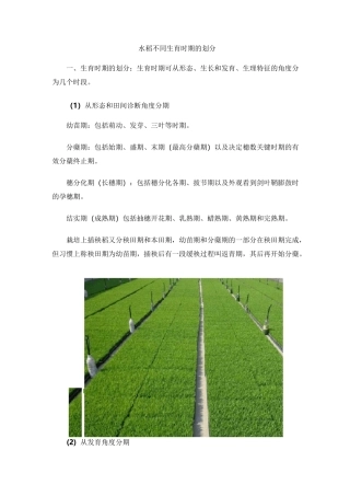 水稻不同生育时期的划分