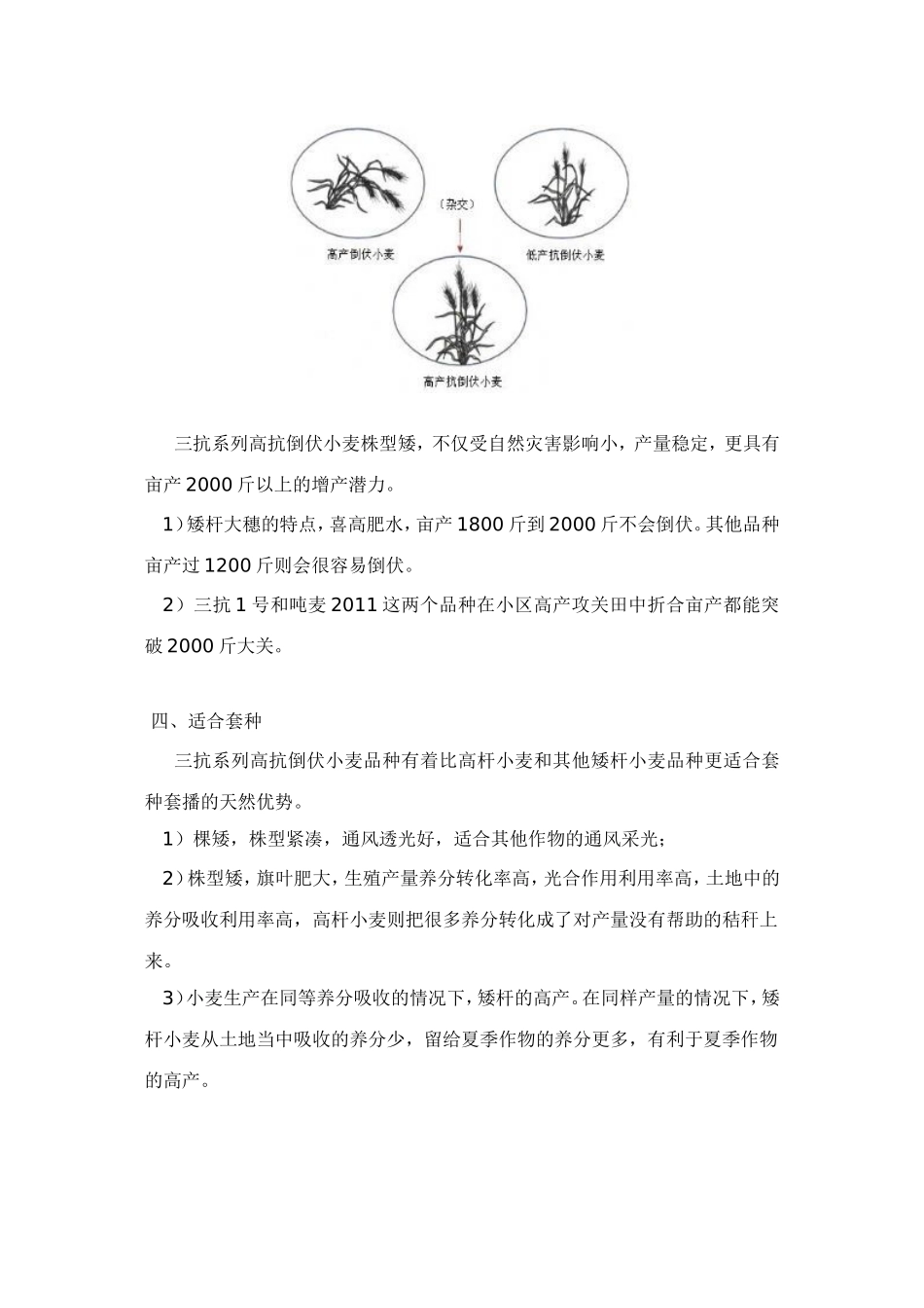 矮杆抗倒伏小麦的优势_第3页