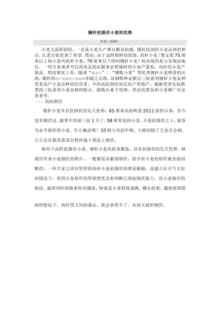 矮杆抗倒伏小麦的优势