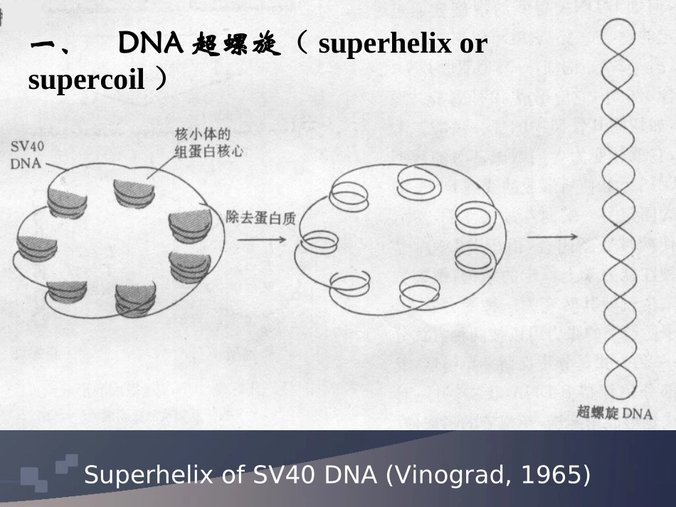 DNA超螺旋、基因组、染色体_第2页