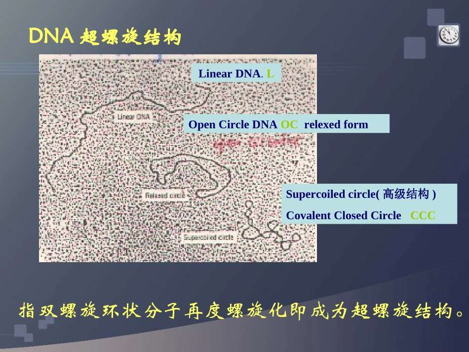 DNA超螺旋、基因组、染色体_第3页