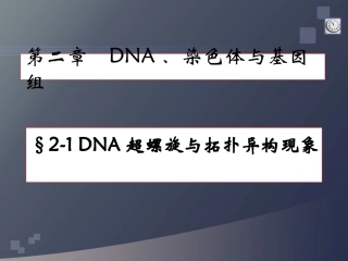 DNA超螺旋、基因组、染色体