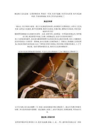 搬盆换土是玩盆栽一定要经历的事