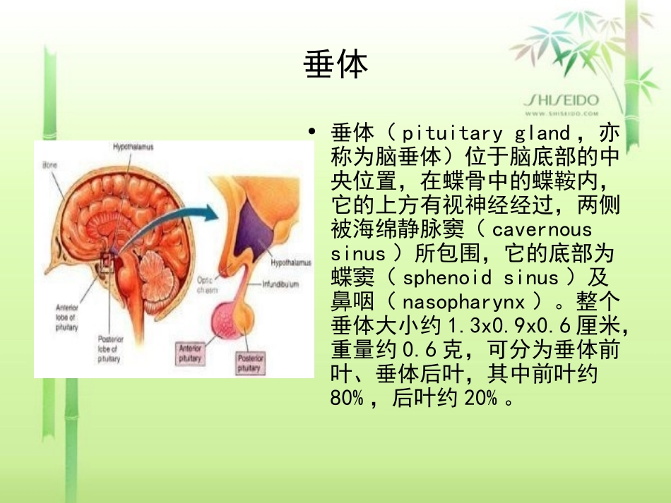 垂体发育异常_第2页
