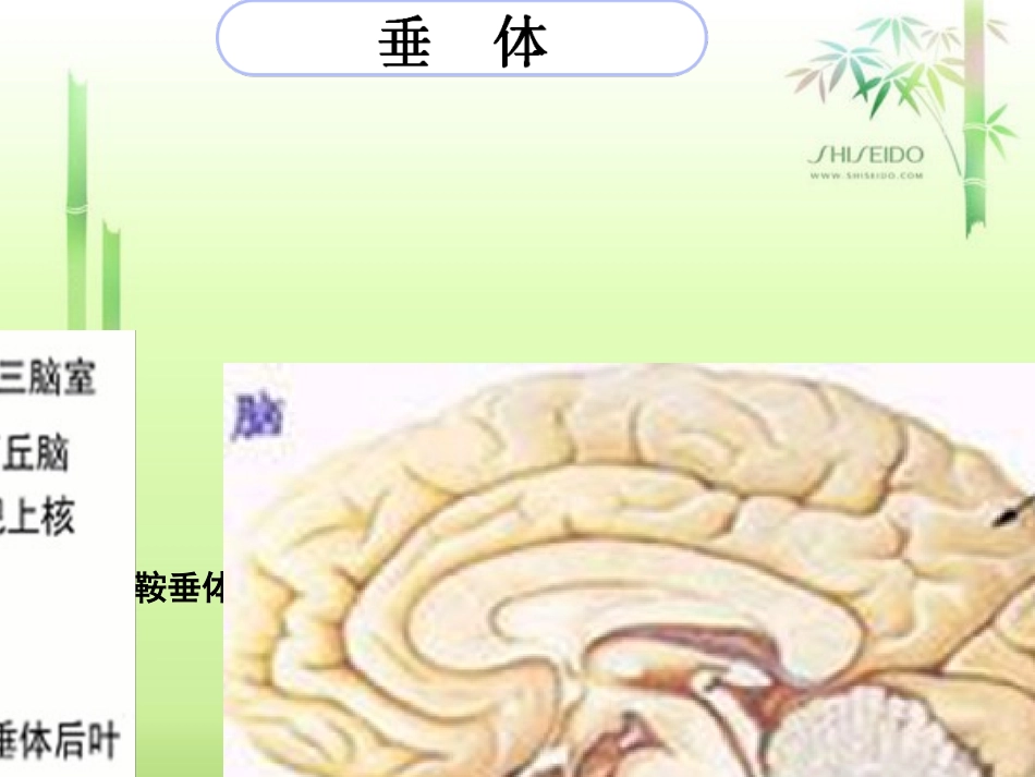 垂体发育异常_第3页
