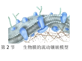 第2节   生物膜的流动镶嵌模型ppt1