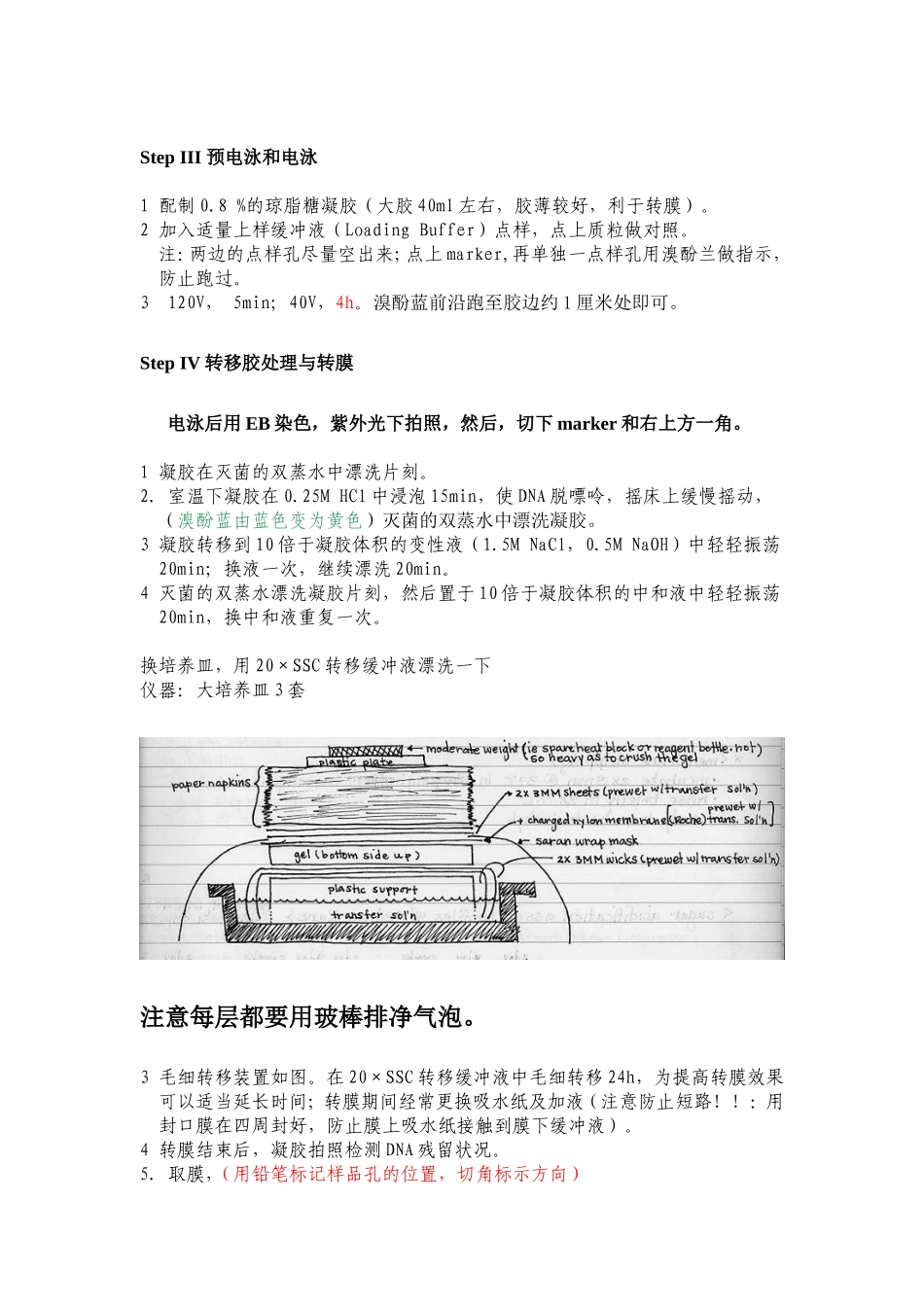 地高辛标记探针的Southern印迹方案_第2页