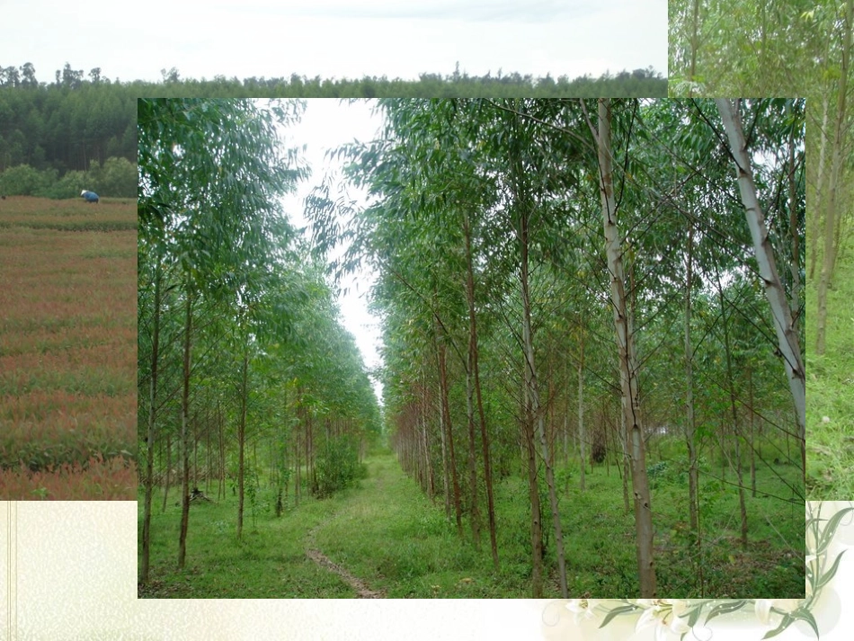 桉树速生丰产栽培管理技术_第2页