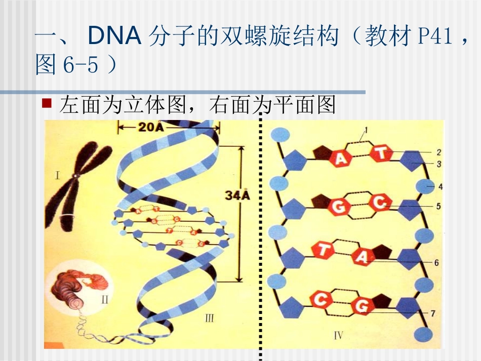 DNA分子的双螺旋结构1(新理论)_第2页