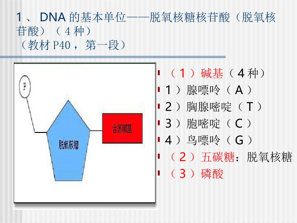 DNA分子的双螺旋结构1(新理论)_第3页