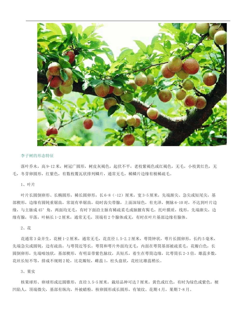 李子树的栽培技术_第2页