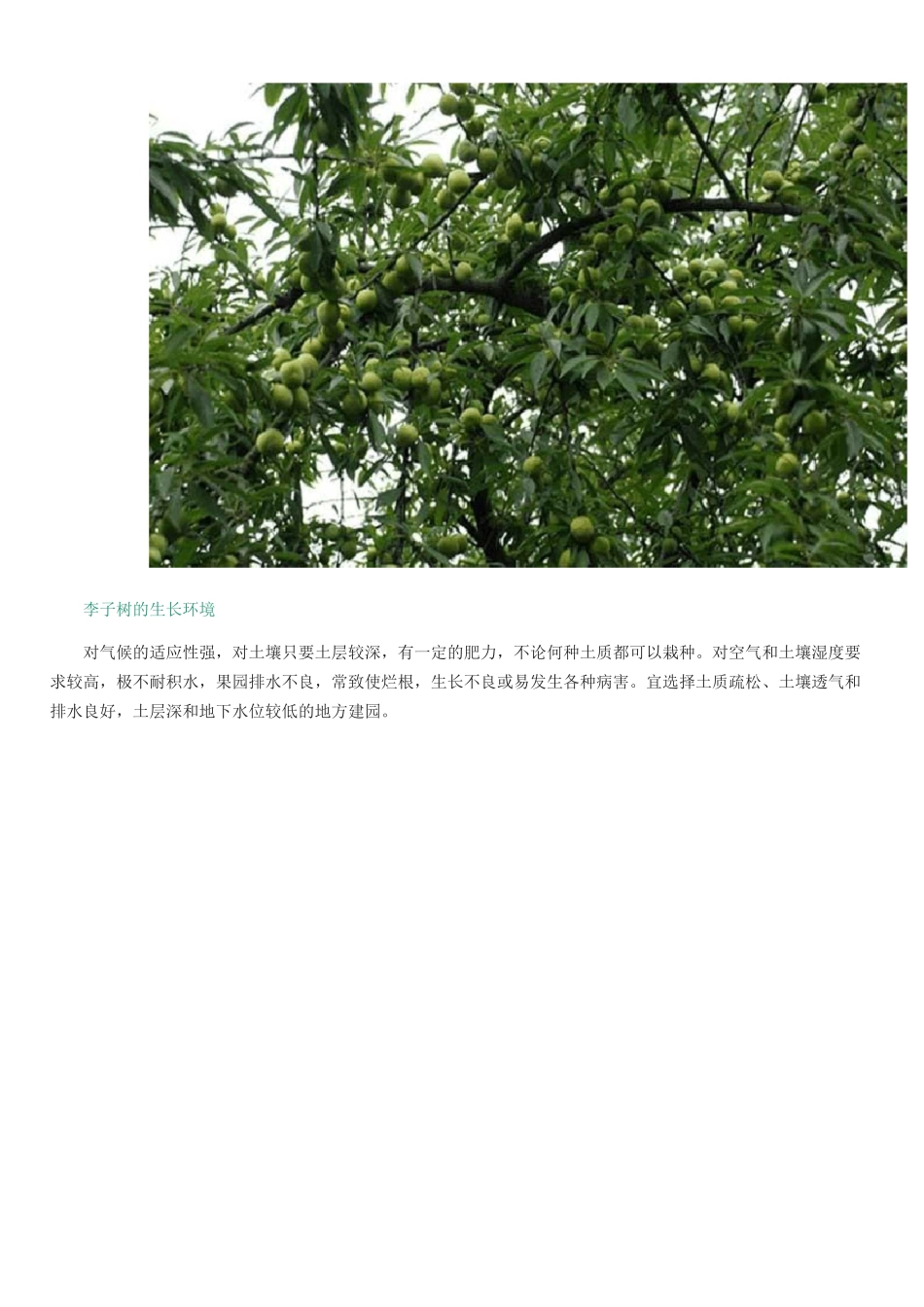 李子树的栽培技术_第3页