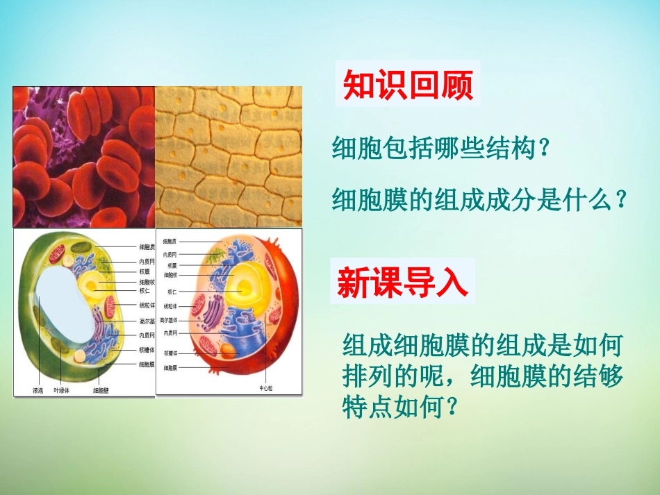 【人教版】高中生物必修一：4.2《生物膜的流动镶嵌模型》ppt课件_第2页