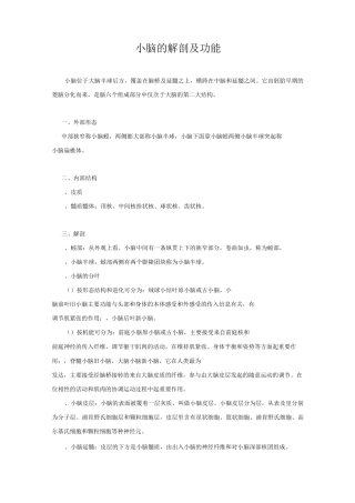 小脑的解剖及功能