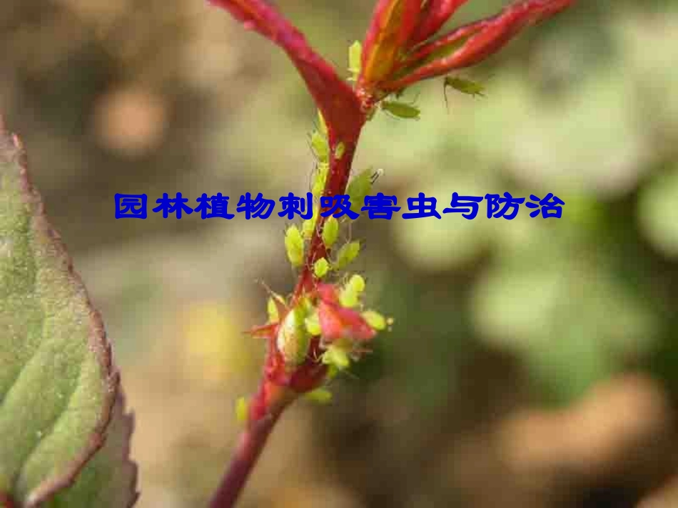 刺吸害虫(1)_201104_第2页