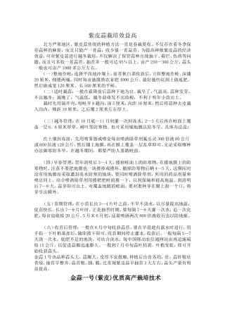 大蒜栽培效益高