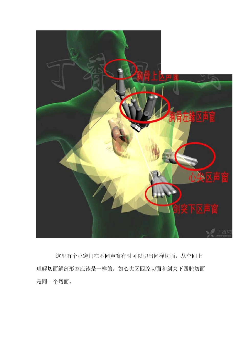 3D图解心脏解剖与心脏超声切面_第2页