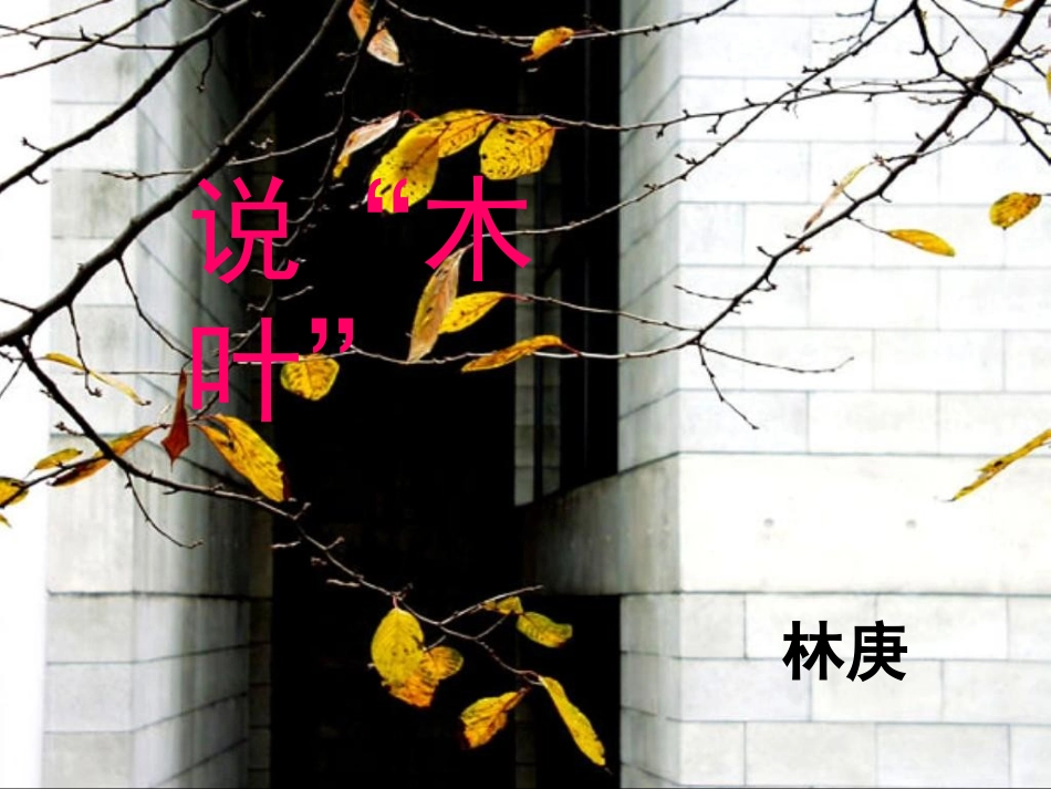 《说木叶》课件_第1页