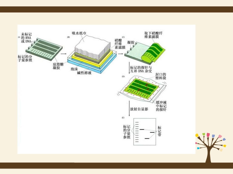 DNA逻辑门在癌症诊断中的应用_第3页