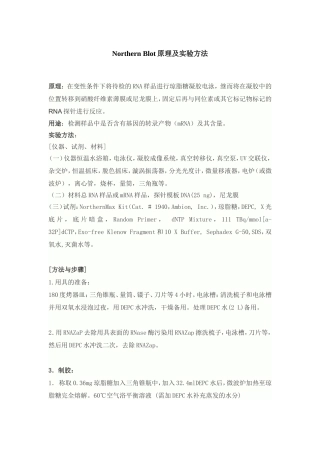Northern Blot原理及实验方法