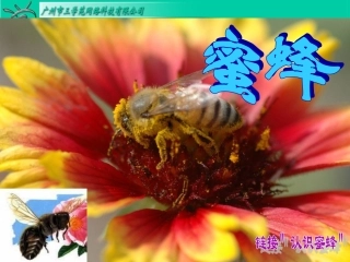 RJYW030114蜜蜂