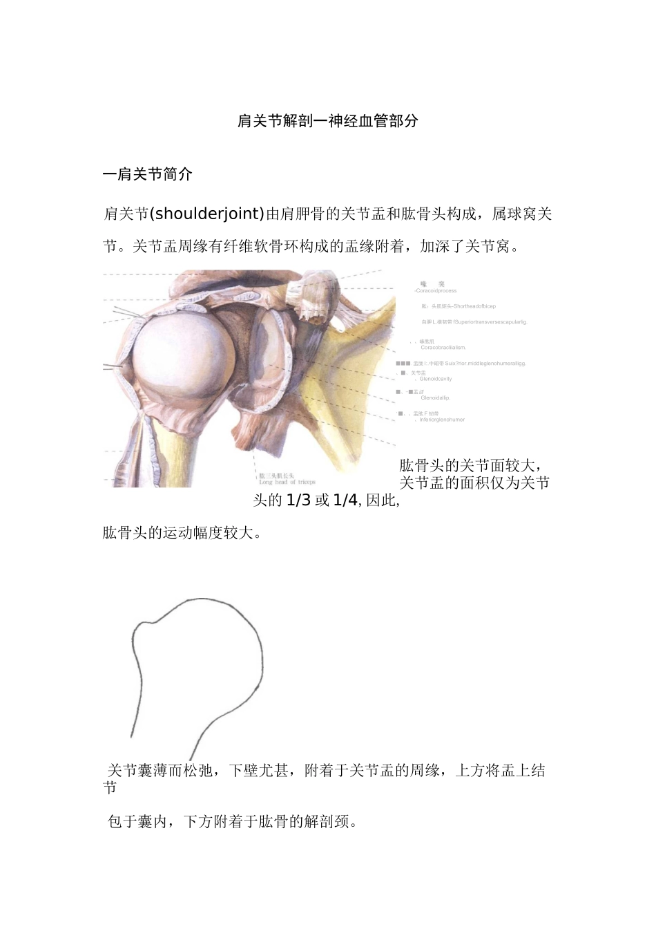 肩关节解剖神经血管篇_第1页