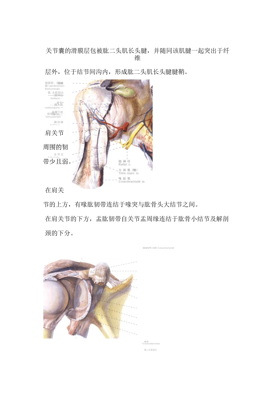肩关节解剖神经血管篇_第2页