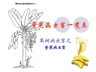 香蕉常见病虫害一览表
