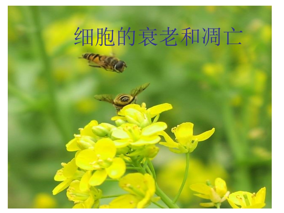 细胞衰老凋亡_第1页