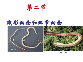 第二节_线形动物和环节动物