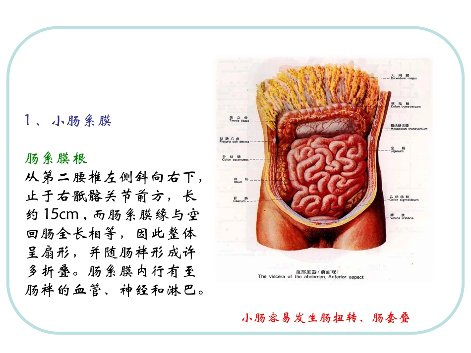人体结构-腹部3_第2页