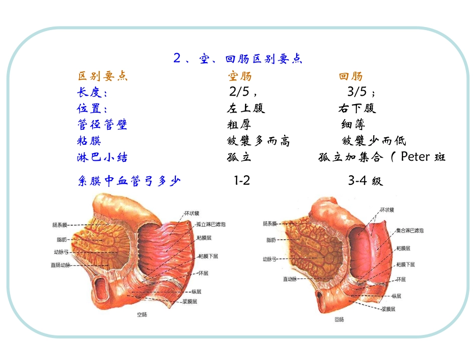 人体结构-腹部3_第3页