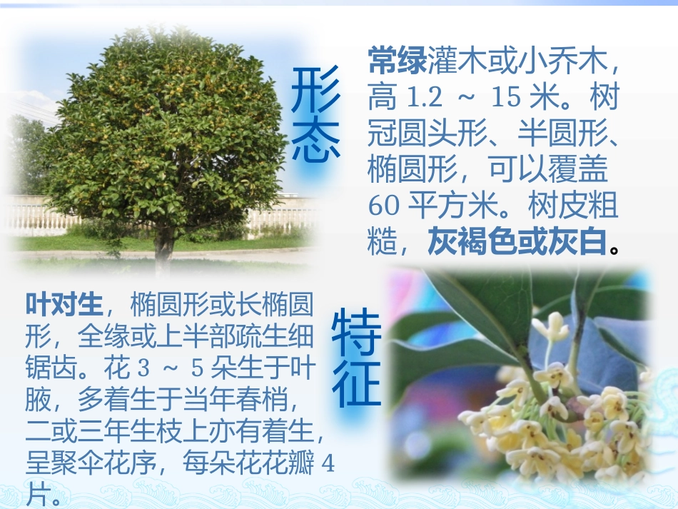 桂花常见病害及其防治_第3页