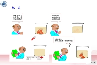 第五章  补体系统