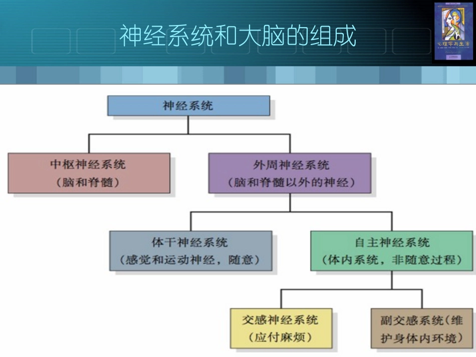 第2讲：大脑是怎样工作的_第3页