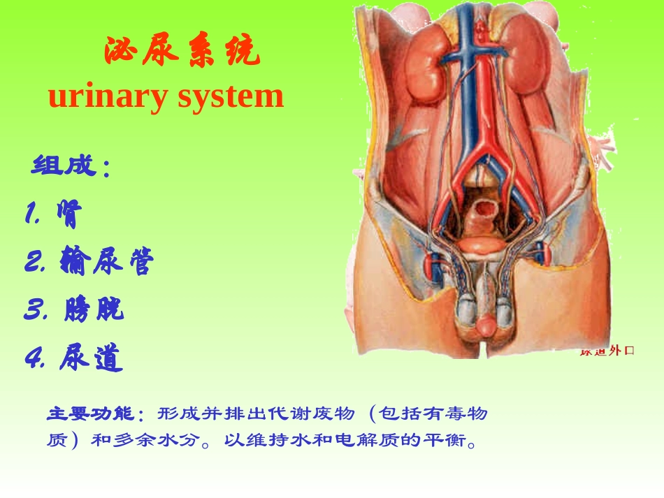 泌尿、生殖、腹膜、内分泌系统学资料_第2页