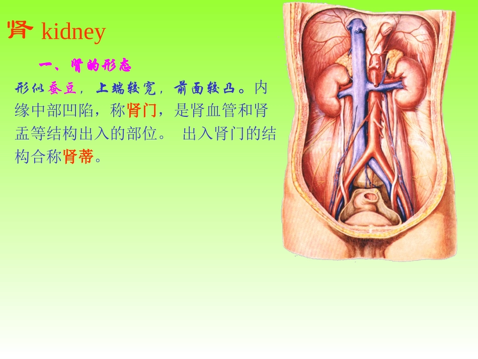 泌尿、生殖、腹膜、内分泌系统学资料_第3页