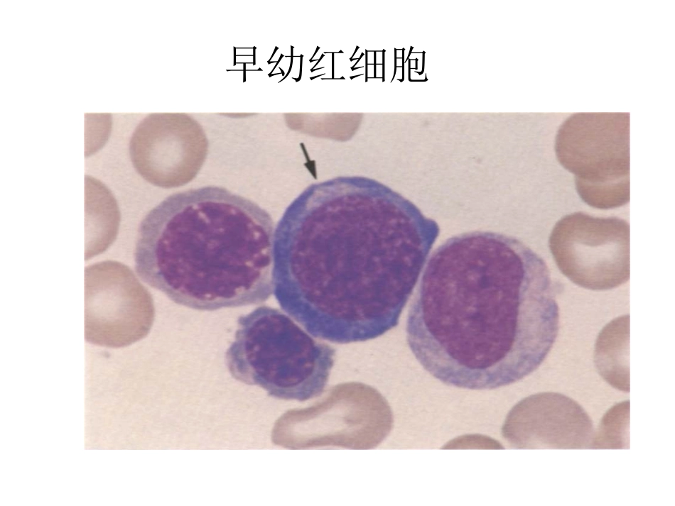 正常形态学细胞_第2页