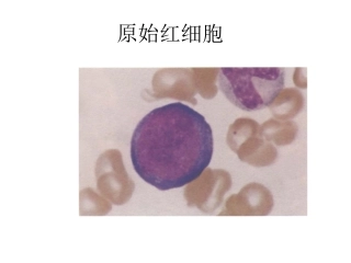 正常形态学细胞