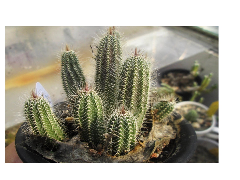 植物的营养器官之叶_第2页