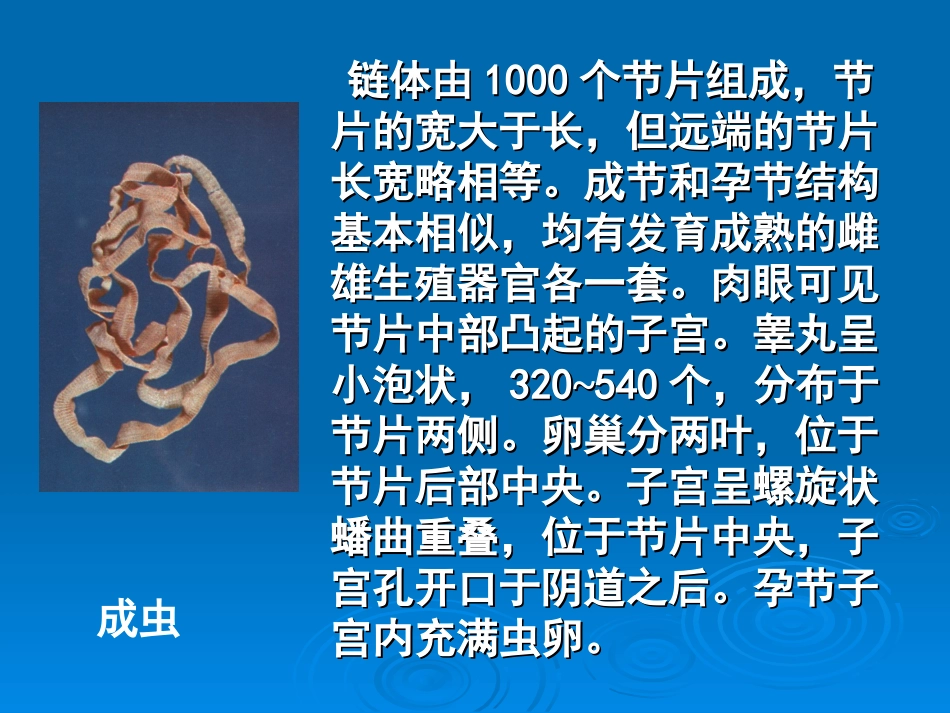 第六节  曼氏迭宫绦虫_第3页