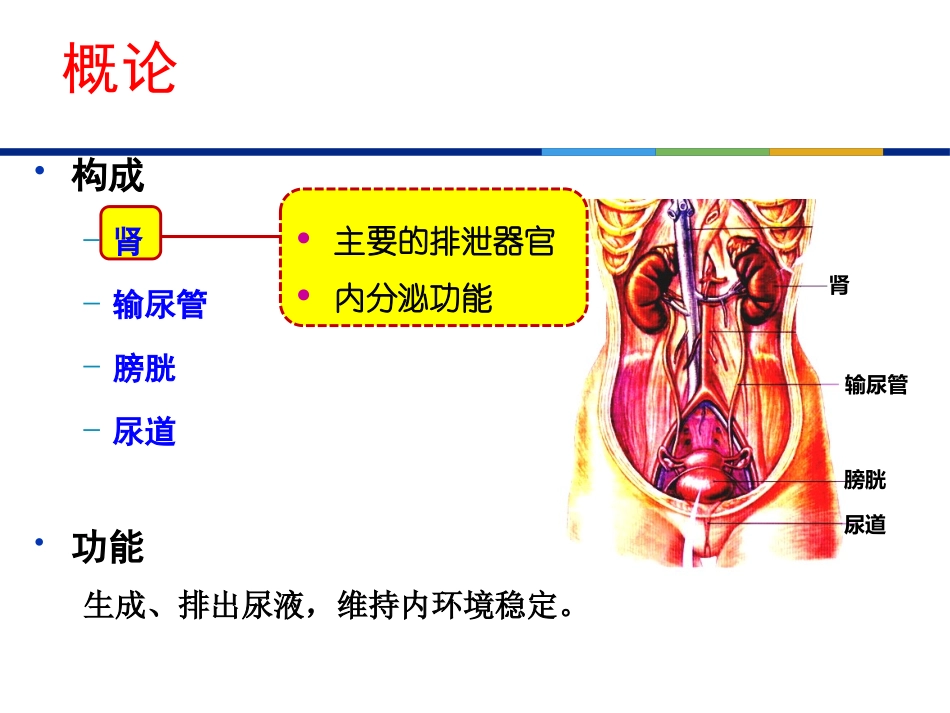 泌尿系统-Urinary-system-刘丽芸_第2页