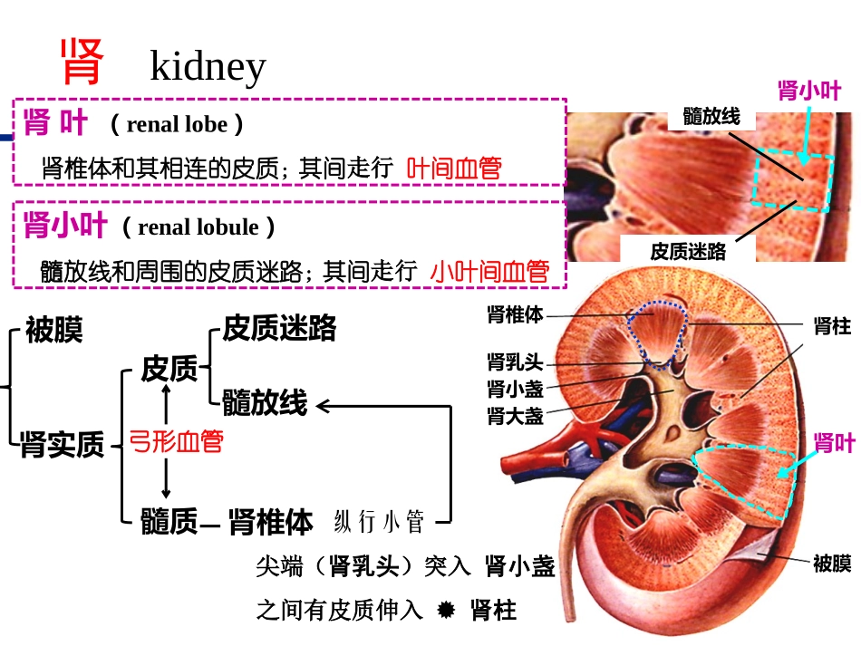 泌尿系统-Urinary-system-刘丽芸_第3页