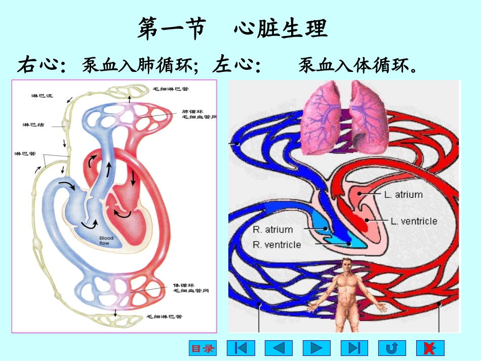 高中生物奥赛2心血管生理_第2页