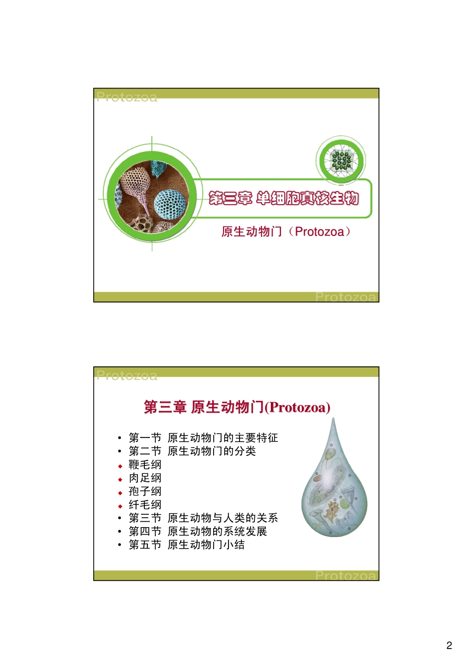 第三章： 原生动物门_第2页
