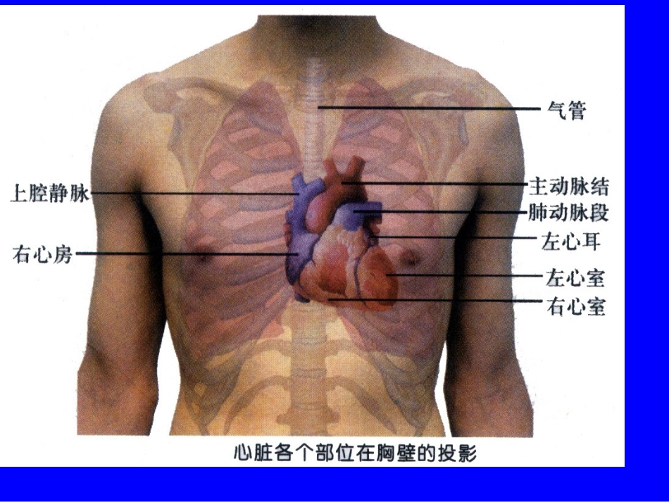 心脏、血管检查_第3页