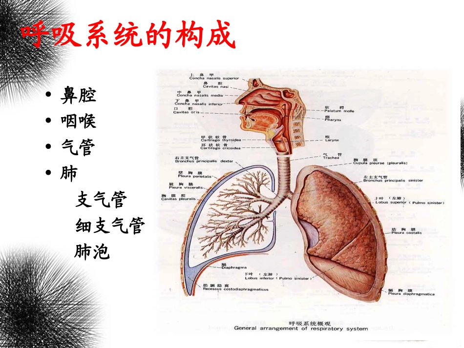 呼吸及体位排痰训练_第2页